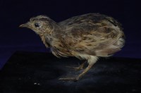 藏品(三趾鶉)的圖片